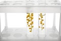 Test tubes with flowers in rack on white background, closeup Royalty Free Stock Photo