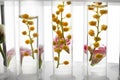 Test tubes with flowers in rack on white background, closeup Royalty Free Stock Photo