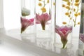 Test tubes with flowers in rack on white background, closeup Royalty Free Stock Photo