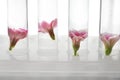 Test tubes with flowers in rack on white background, closeup Royalty Free Stock Photo