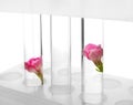 Test tubes with flowers in rack on white background, closeup Royalty Free Stock Photo