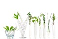 Test Tubes and glass mortarwith small plants Isolated on white, herbal medicine or Genetically Modified Organisms Royalty Free Stock Photo