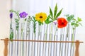 Test Tubes and glass mortarwith small plants Isolated on white, herbal medicine or Genetically Modified Organisms Royalty Free Stock Photo