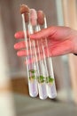 Test tubes in the hand in the laboratory. plants in a test tube Royalty Free Stock Photo