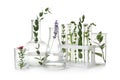 Test tubes and other laboratory glassware with plants on white background