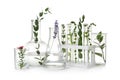 Test tubes and other laboratory glassware with plants on white background Royalty Free Stock Photo