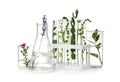 Test tubes and other laboratory glassware with plants on white background Royalty Free Stock Photo
