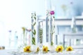 Test tubes with plants and flowers on table in laboratory Royalty Free Stock Photo