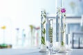 Test tubes with plants and flowers on table in laboratory Royalty Free Stock Photo