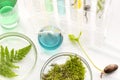 Test tubes with plants in a holder, vitamins on a light background, laboratory Royalty Free Stock Photo