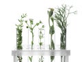 Test tubes with plants in holder on white background Royalty Free Stock Photo