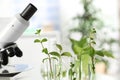 Test tubes with plants in rack on blurred background. Royalty Free Stock Photo