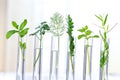 Test Tubes and glass mortarwith small plants Isolated on white, herbal medicine or Genetically Modified Organisms Royalty Free Stock Photo