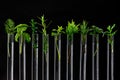 Test Tubes with small plants Isolated on white.herbal medicine or Genetically Modified Organisms Royalty Free Stock Photo