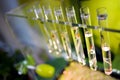 Test tubes with sprouts plants Royalty Free Stock Photo