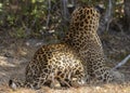 Testes, testicles, balls of an adult male leopard