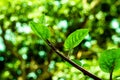 A testful Spinach and It is a tropical leafy green vegetables