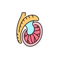 Testicle olor line icon. Male reproductive gland. Pictogram for web page, mobile app, promo.