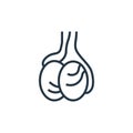 testicles vector icon. testicles editable stroke. testicles linear symbol for use on web and mobile apps, logo, print media. Thin