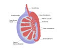 Testicular anatomy. Structur of testis Royalty Free Stock Photo