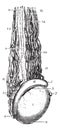 Testicular vein or Spermatic veins, vintage engraving