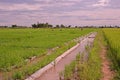 Testing field in rice Royalty Free Stock Photo