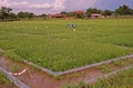 Testing field in rice Royalty Free Stock Photo