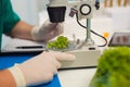 Testing of genetically modified food in the laboratory Royalty Free Stock Photo