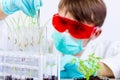 Testing gmo products Royalty Free Stock Photo