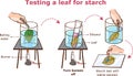 Testing a leaf for starch vector illustration