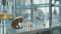 Testing perfumes on a small defenseless monkey. A baby monkey is sitting on a table in the laboratory Royalty Free Stock Photo