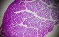 Testis section under the microscope