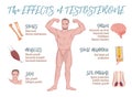 Testosterone Effects Infographics Royalty Free Stock Photo