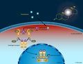 Testosterone signaling pathway