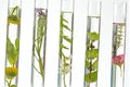 Tests tubes solution of medicinal plants and flowers -