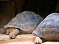 Close-up at eye level of a right hind leg with the four Close-up of a right hind leg with the four thick toe claws of two turtles