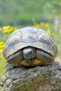 Testudo graeca ibera Royalty Free Stock Photo