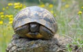 Testudo graeca ibera Royalty Free Stock Photo