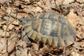 Testudo graeca ibera Royalty Free Stock Photo