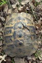 Testudo graeca ibera Royalty Free Stock Photo