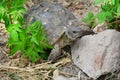 Testudo graeca tortoise - greek turtle in the park