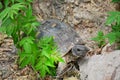 Testudo graeca tortoise - greek turtle in the park