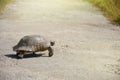Testudo graeca tortoise - greek turtle passing the way