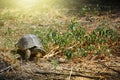 Testudo graeca tortoise - greek turtle walking in the grass