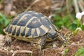 Testudo hermanni Royalty Free Stock Photo