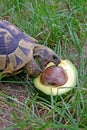 Testudo hermanni eating avocado