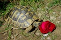 Testudo hermanni eating a rose Royalty Free Stock Photo