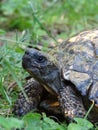 Testudo hermanni (turtle) from family Testudinidae