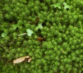 Green moss texture in spring