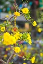 Tet Blossom Trees the symbols of Lunar New Year Holidays